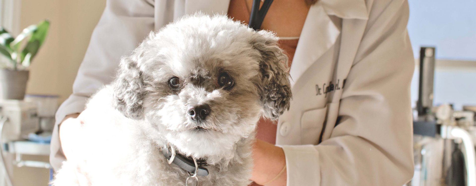 a little white dog being treated by a vet