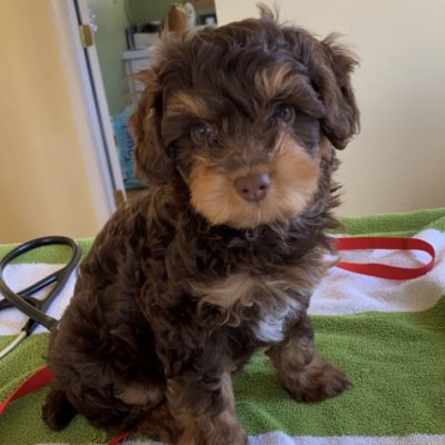 cute little brown dog sitting for a picture