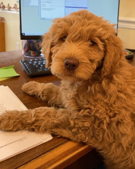 dog at a desk with a computer and papers